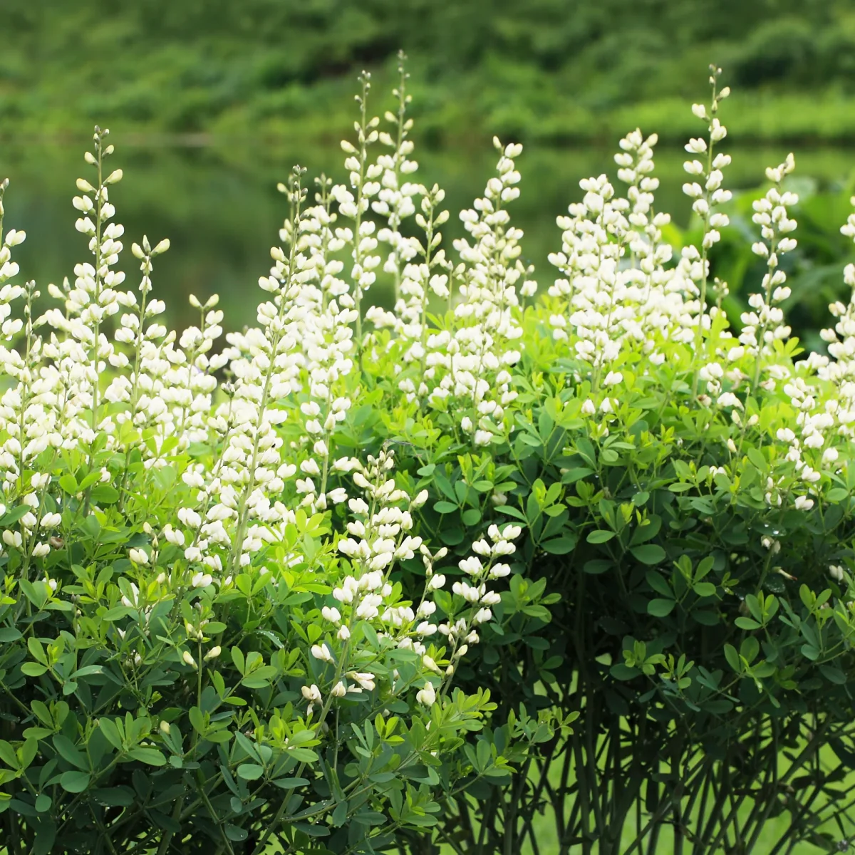 Lupin indigo blanc – Image 2