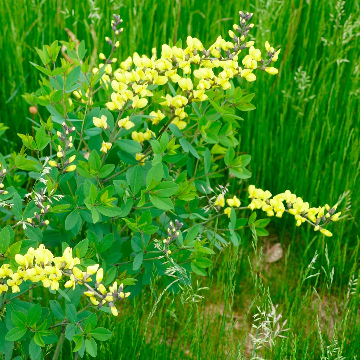 Lupin indigo Lemon Meringue – Image 3
