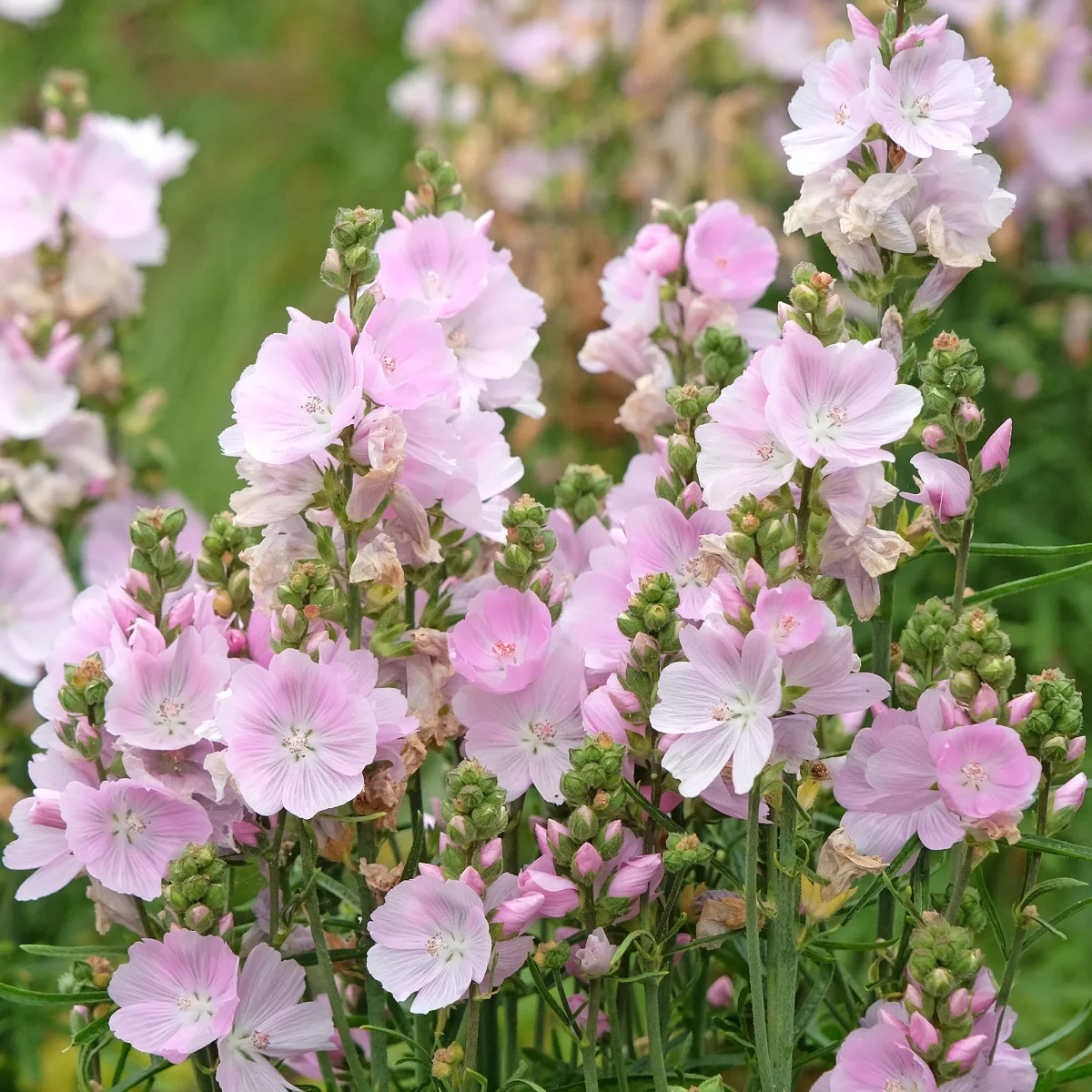 Sidalcée Little Princess