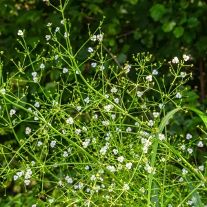 Plantain d'eau lancéolé