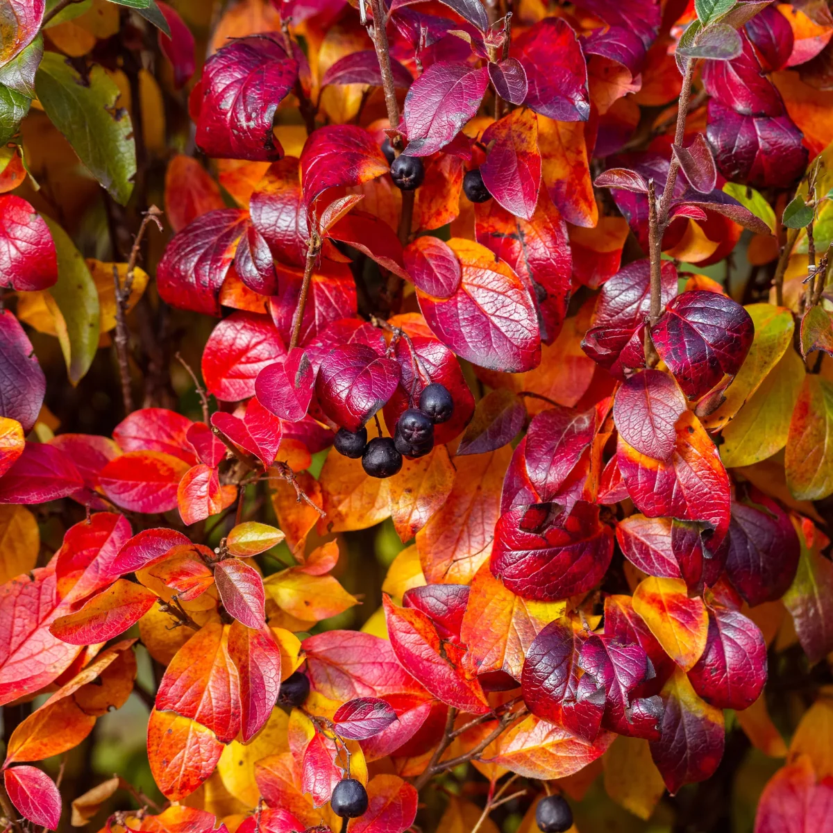 Aronia à fruits noirs – Image 4