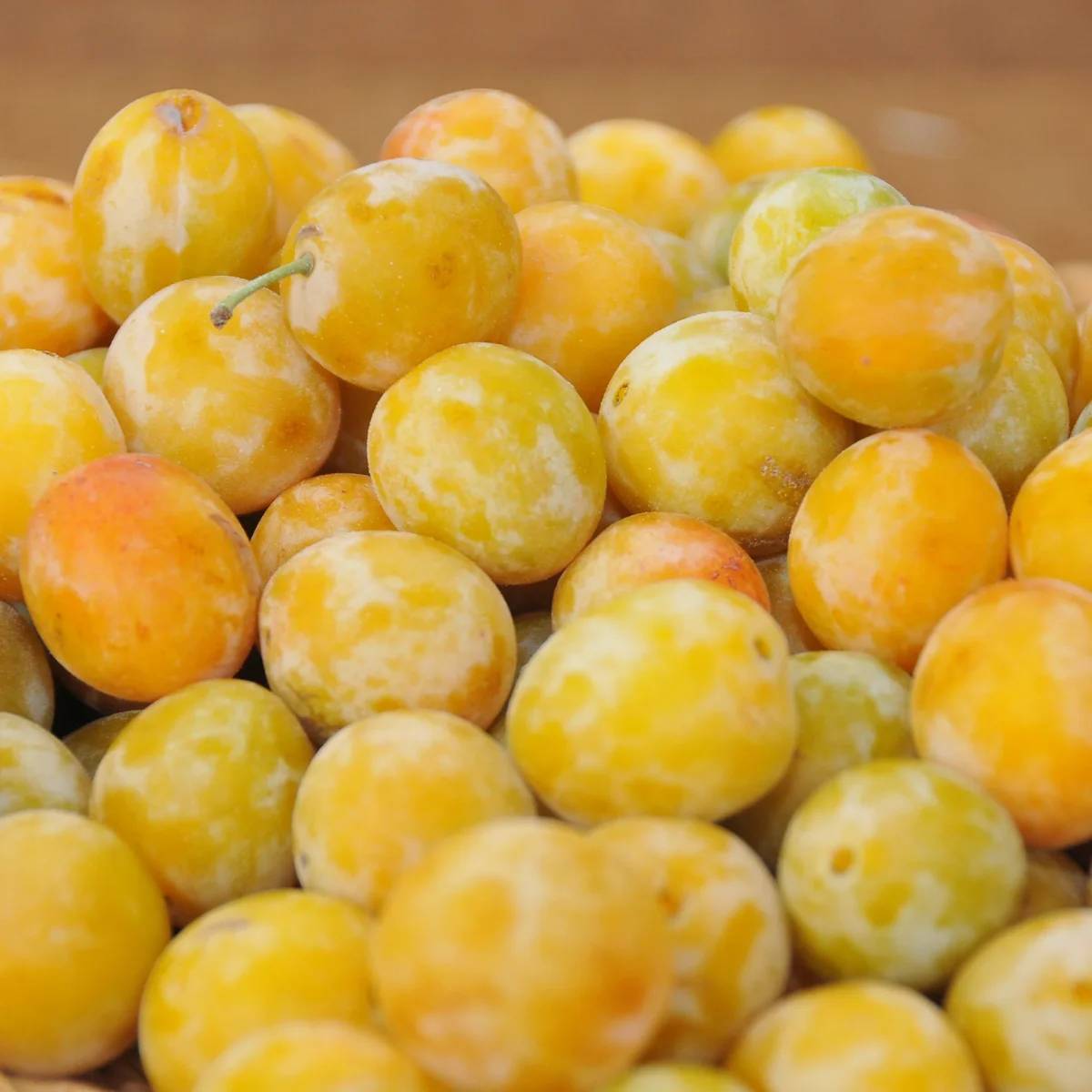 Prunier Reine-Claude d’Oullins – Image 2