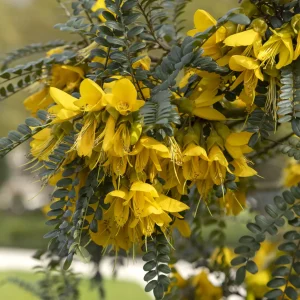 Sophora à petites feuilles 'Sun King'