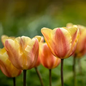 10 Tulipes Triomphe Apricot Foxx