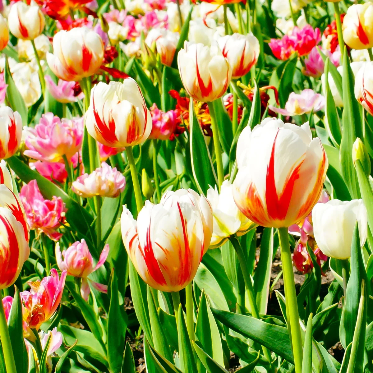 10 Tulipes Triomphe Carnaval de Rio – Image 3