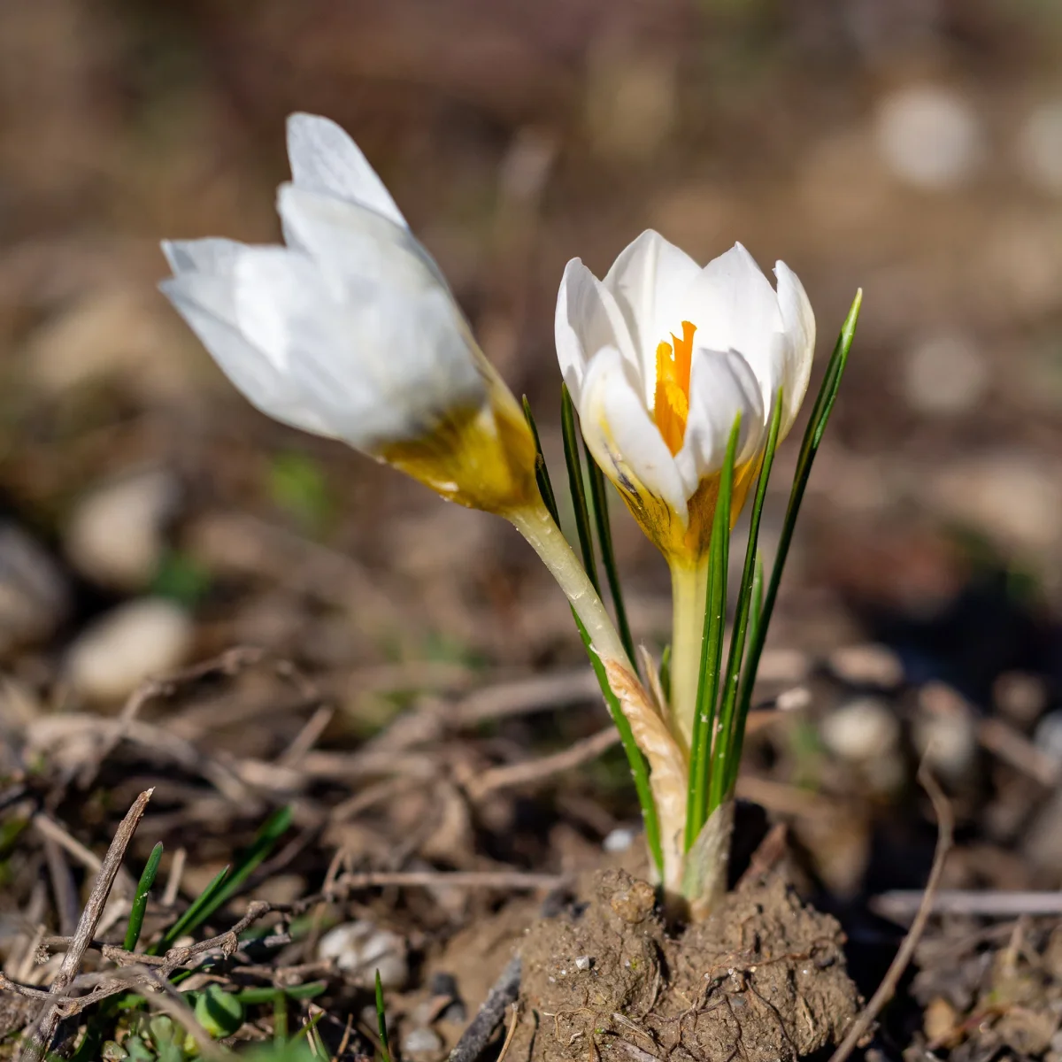 10 Crocus Ard Schenk – Image 5
