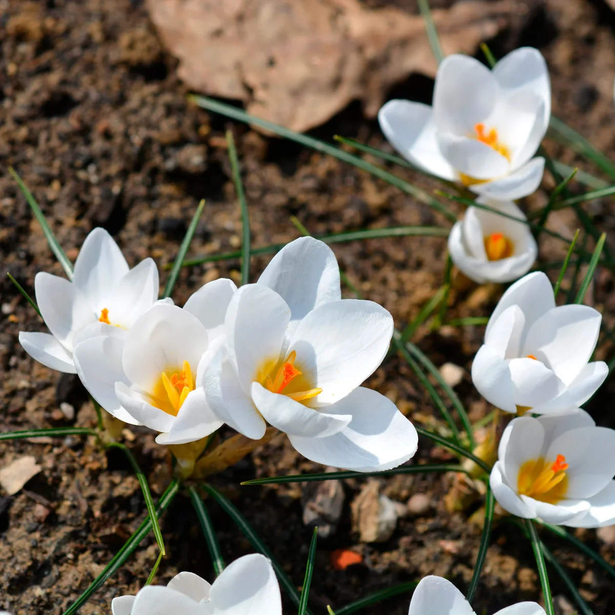 10 Crocus Ard Schenk – Image 3