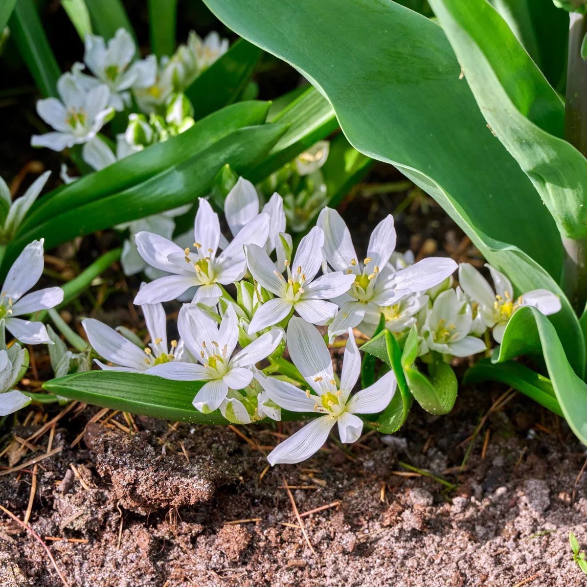 10 Crocus Ard Schenk – Image 7