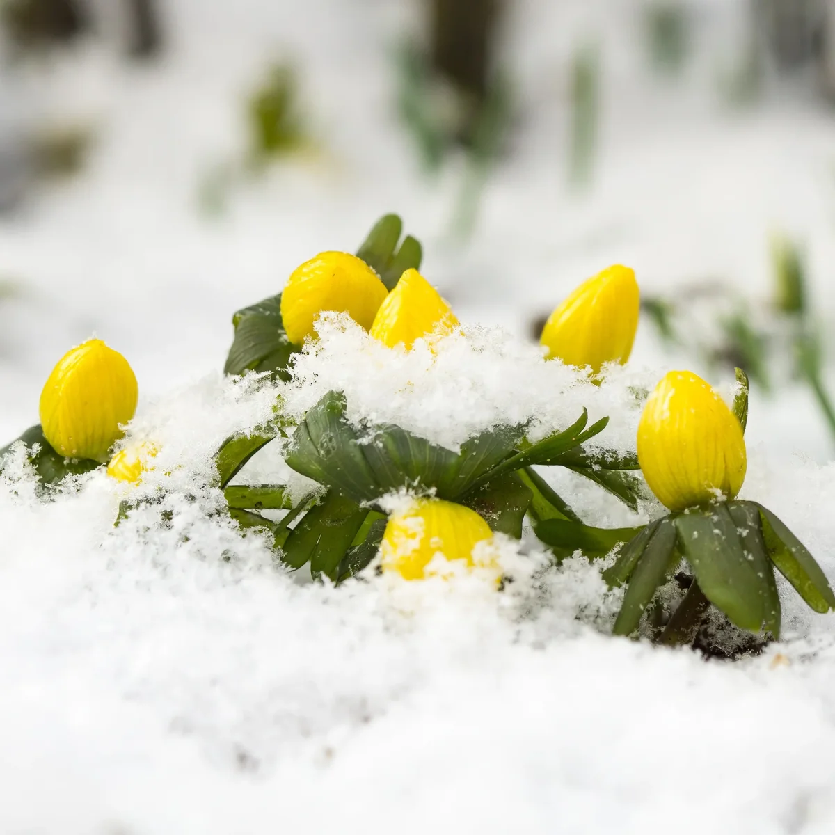 10 Helléborines – Image 4