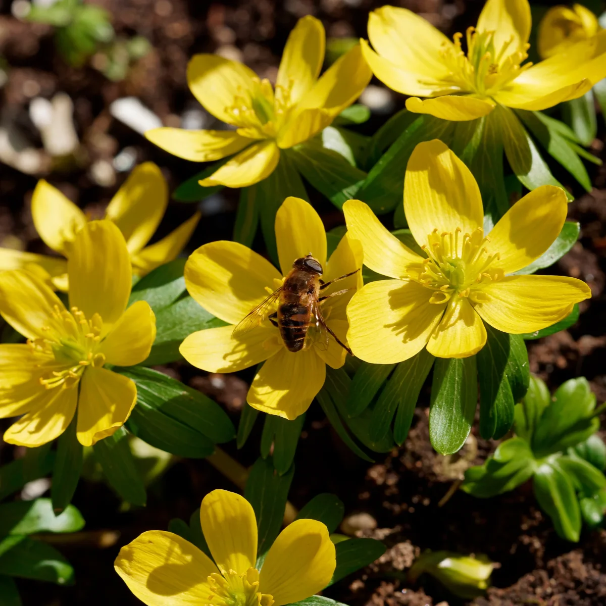 10 Helléborines – Image 6