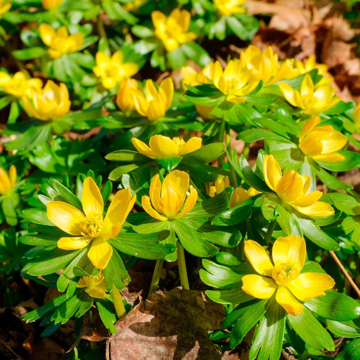 10 Helléborines – Image 7