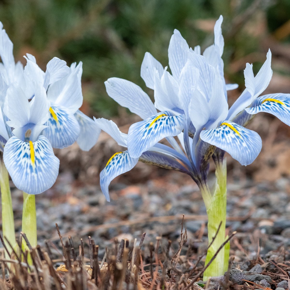 10 Iris reticulé Katherine Hodgkin – Image 4