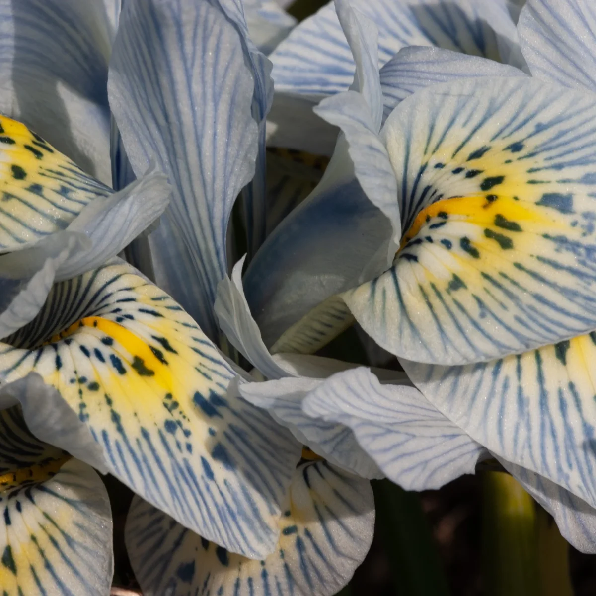 10 Iris reticulé Katherine Hodgkin – Image 3