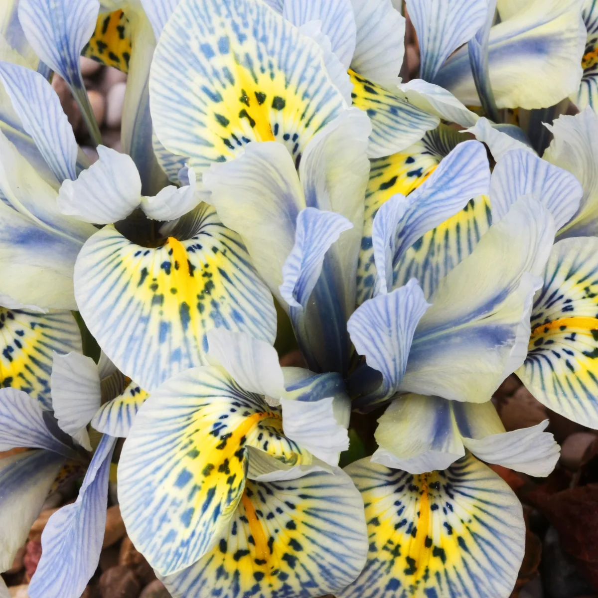 10 Iris reticulé Katherine Hodgkin