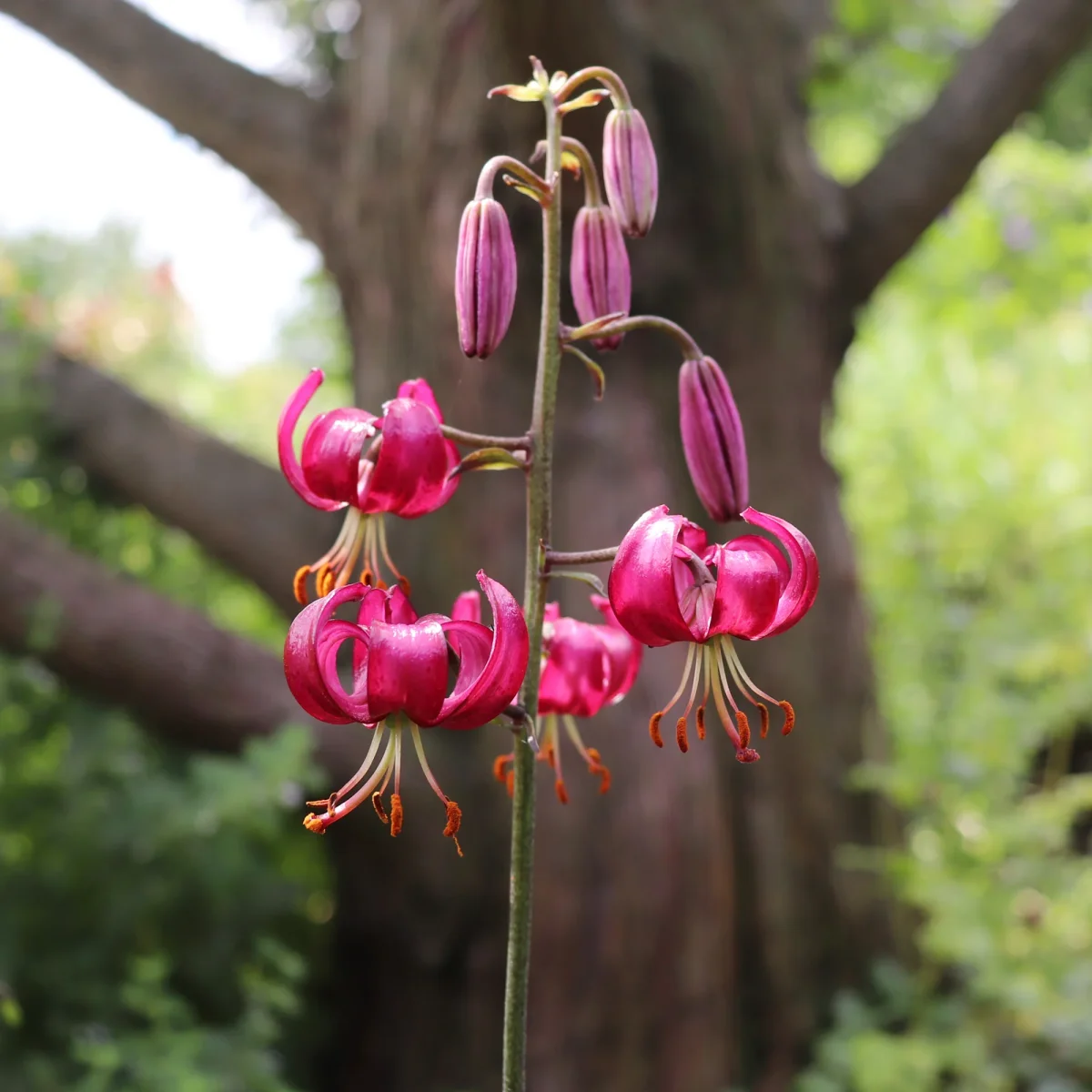 Lis martagon Claude Shride – Image 3