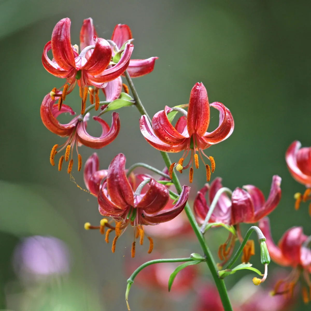 Lis martagon Claude Shride – Image 5