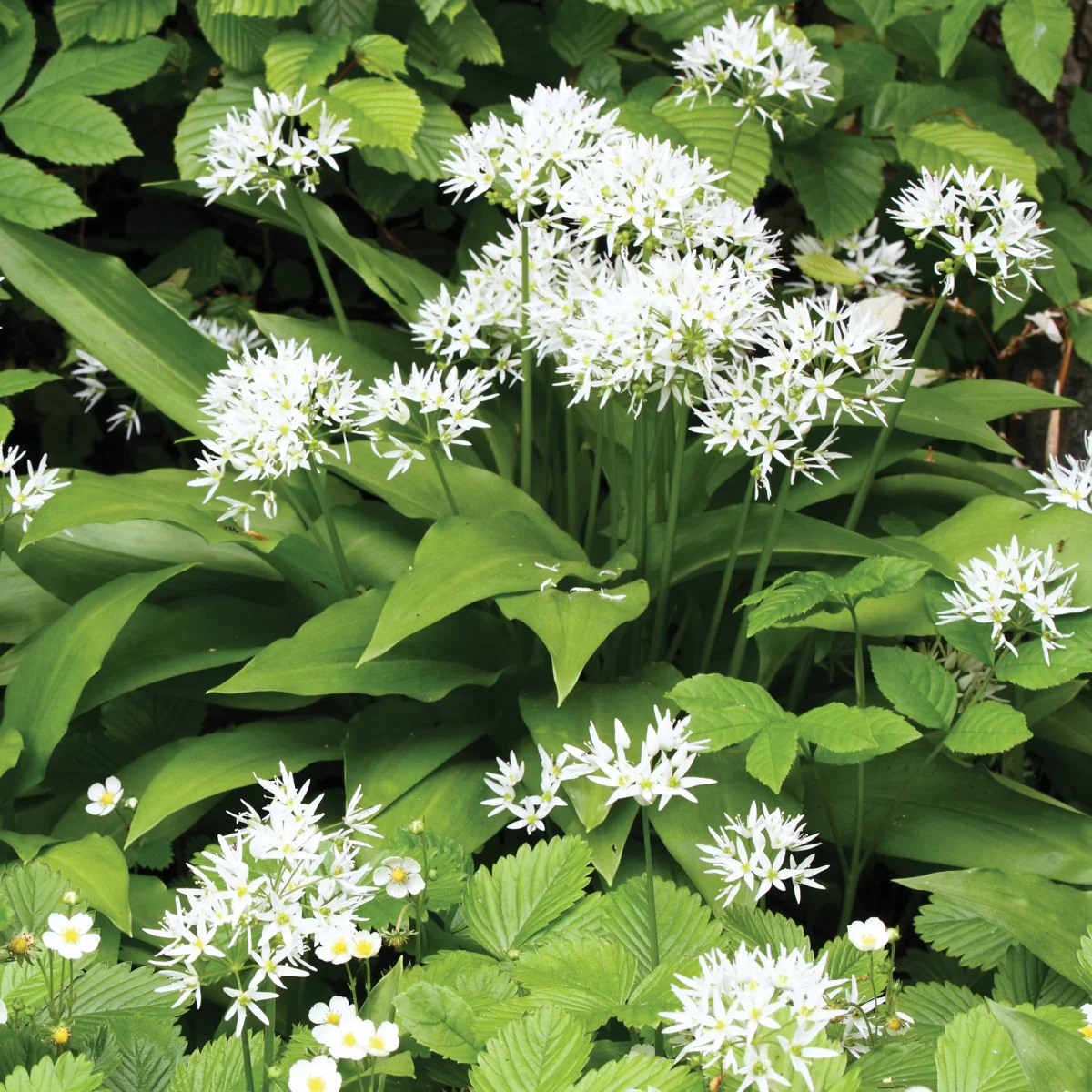 Plant d'Ail des Ours – Image 3