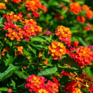 3 Lantana Passionfruit