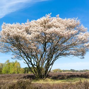 Amélanchier du Canada