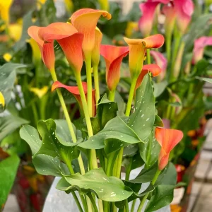 2 Calla Peach Pearl