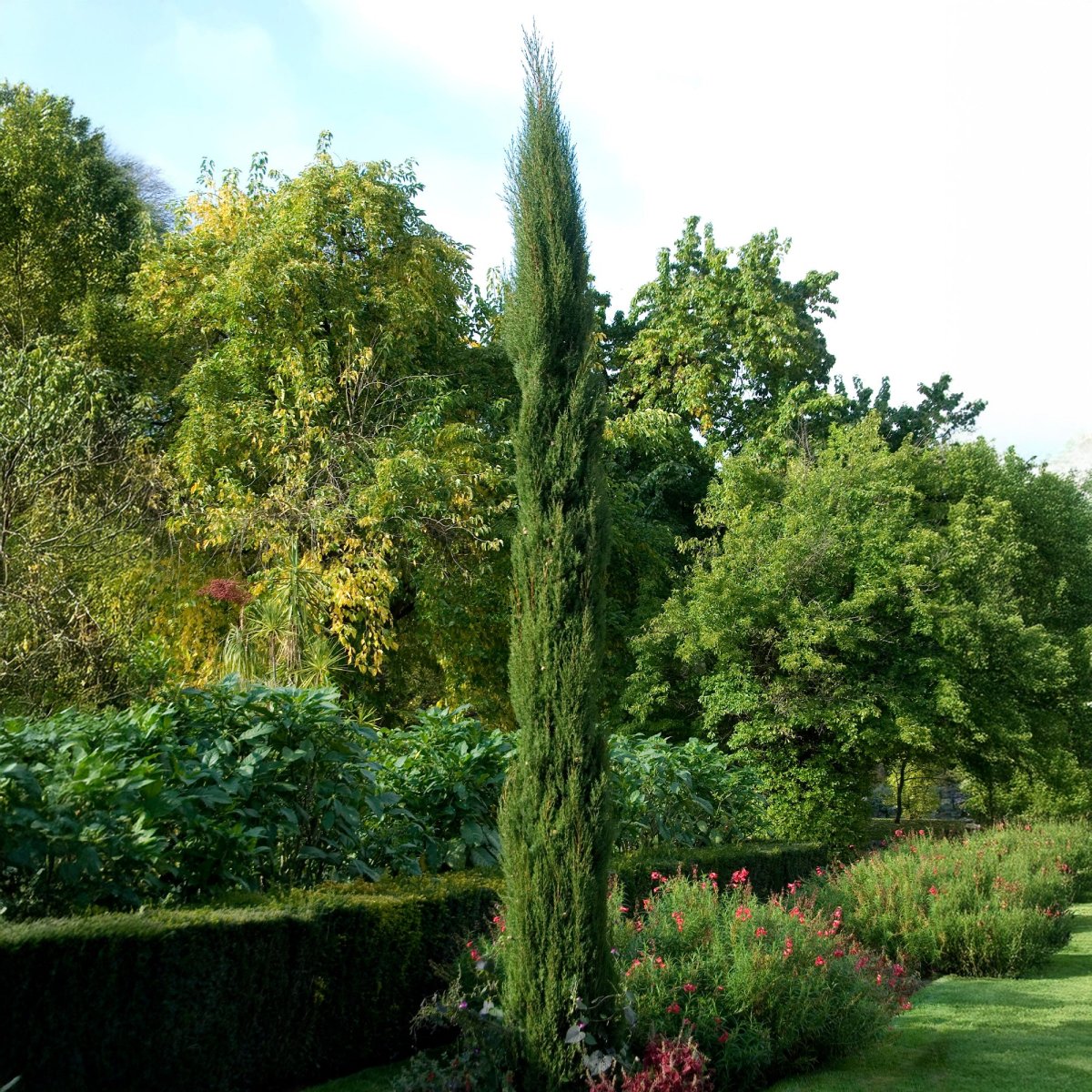 Cyprès d'Italie Stricta – Image 4