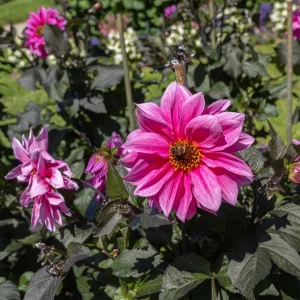 Dahlia Fascination