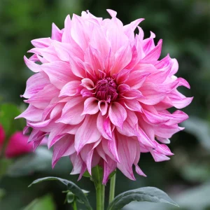 Dahlia géant Café au lait Rose