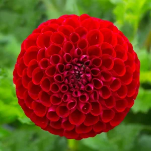 Dahlia Ball Cornel