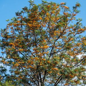 Grévilléa - Chêne soyeux d'Australie