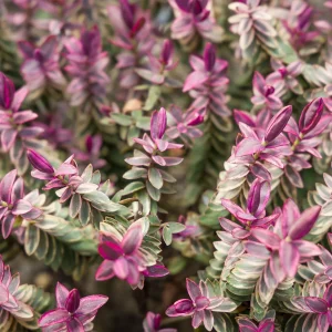 Véronique arbustive Lady Ann® - Hebe