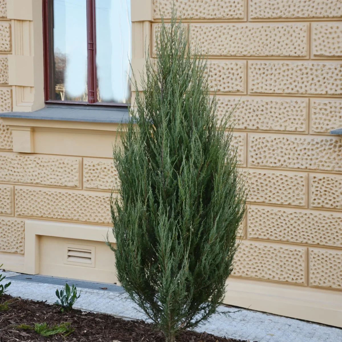 Genévrier des rocheuses Blue Arrow – Image 2