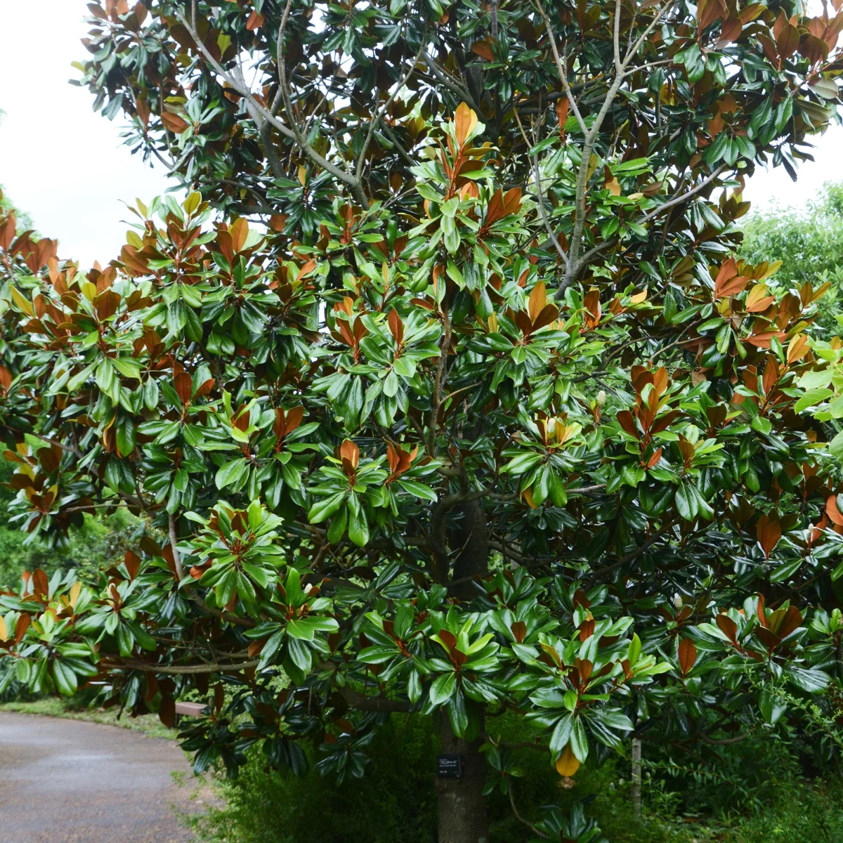 Magnolia grandiflora Alta – Image 4