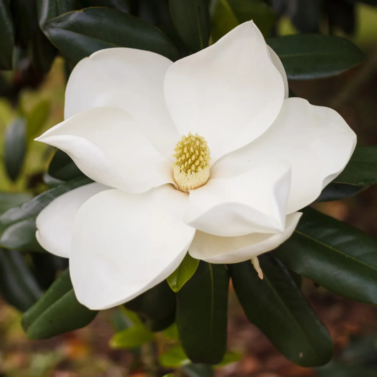 Magnolia grandiflora Alta – Image 2