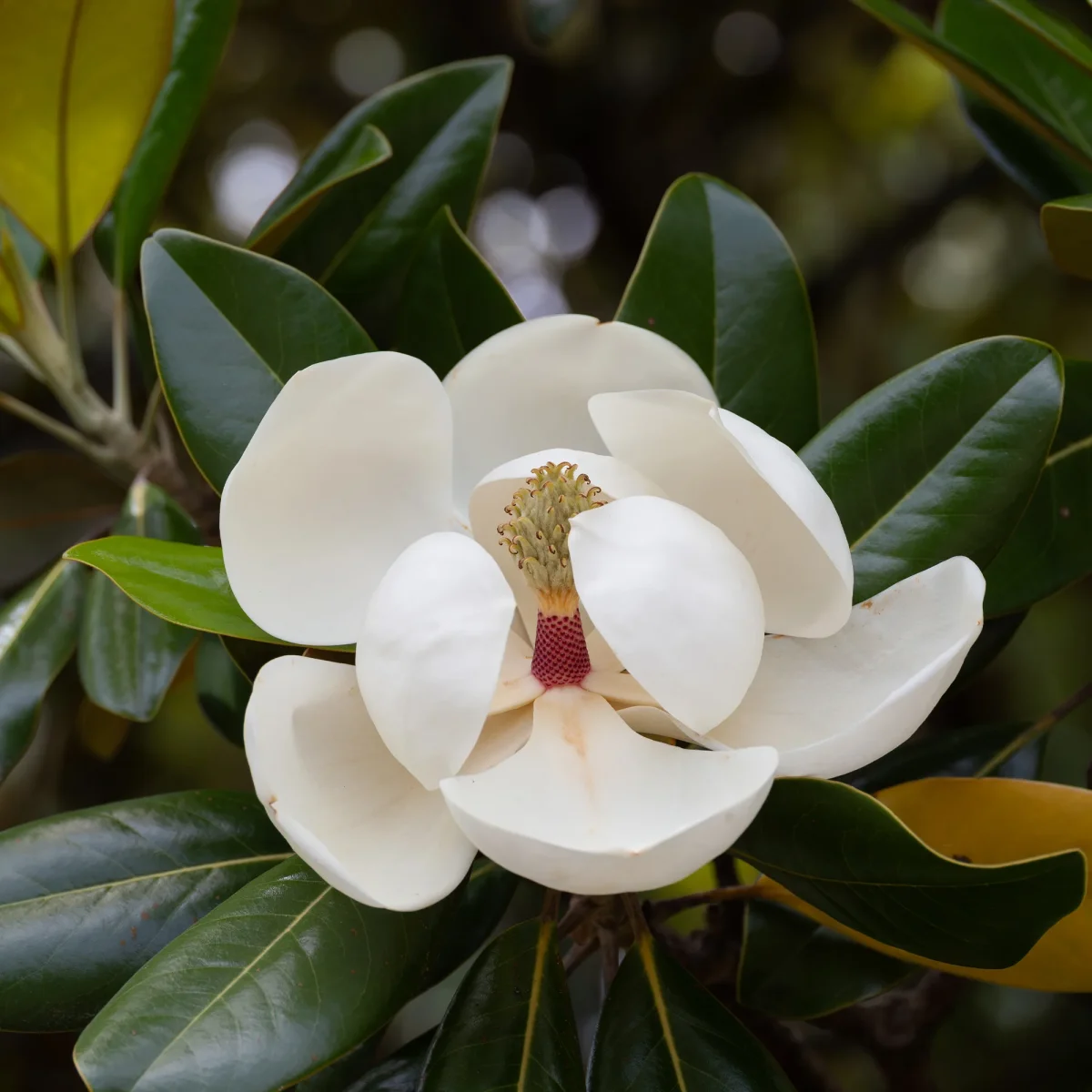 Magnolia grandiflora Alta – Image 3