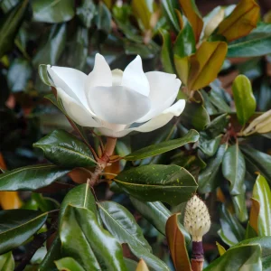 Magnolia grandiflora Little Gem
