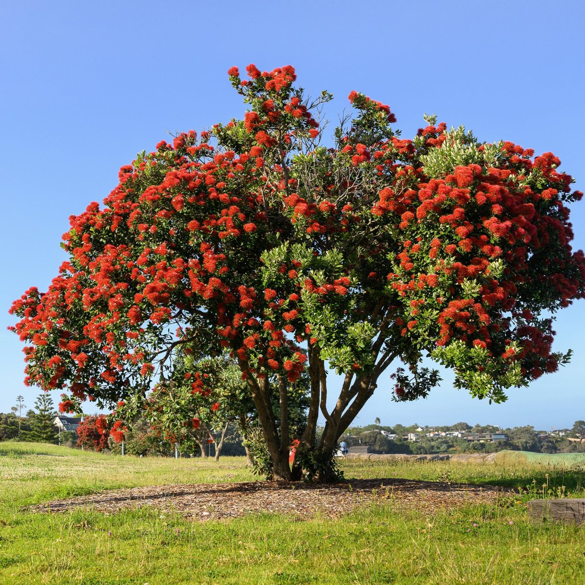 Pohutukawa - Metrosideros excelsa – Image 4