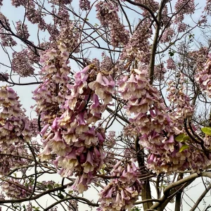 Arbre impérial - Paulownia de Fortune