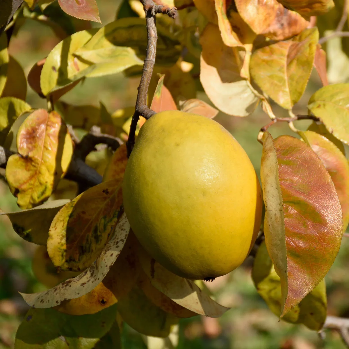 Cognassier de Chine – Image 4