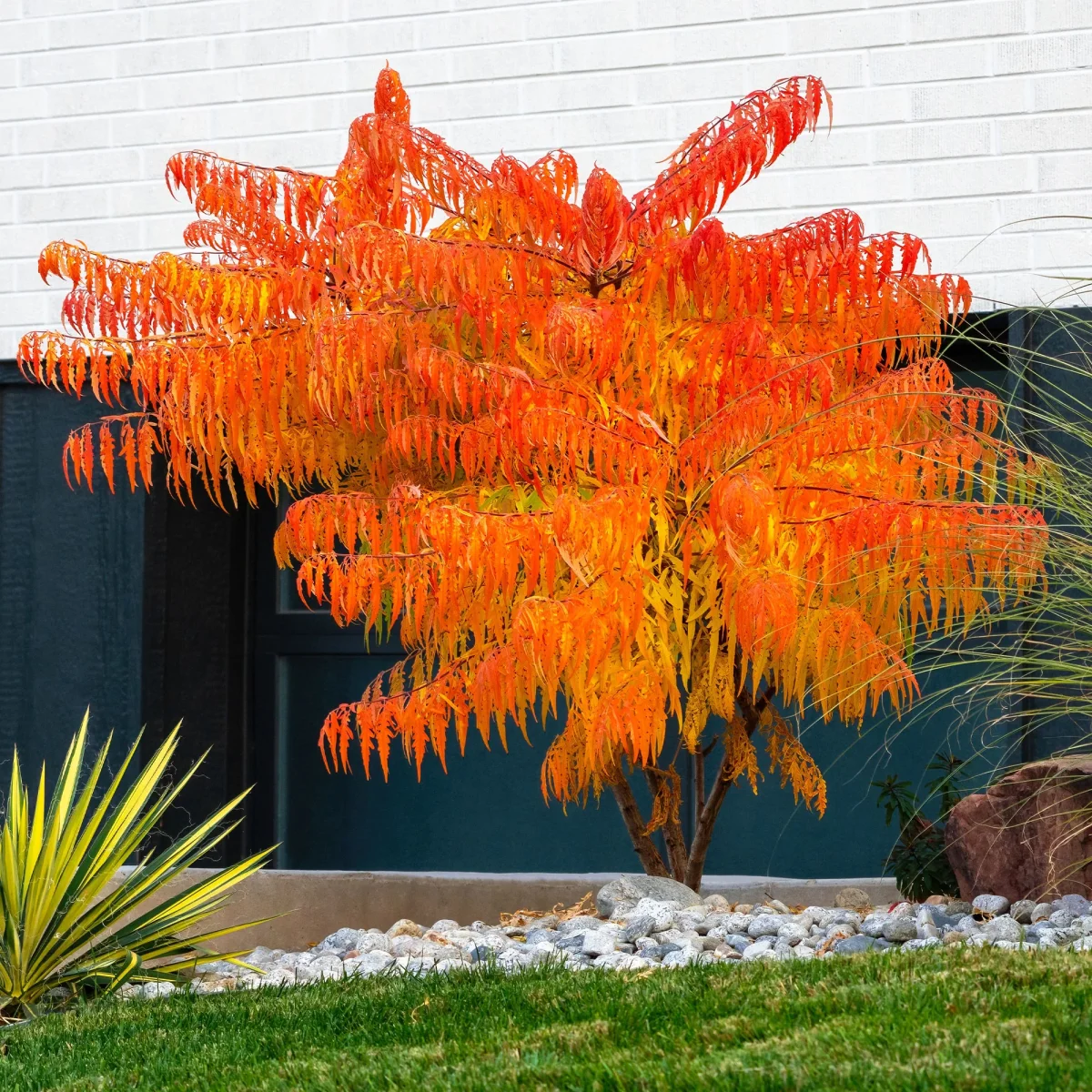 Sumac de Virginie Tiger Eyes – Image 4