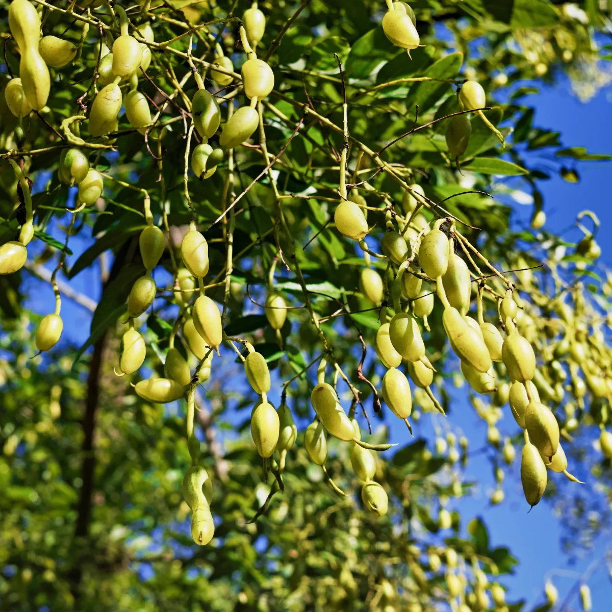 Sophora du Japon – Image 4