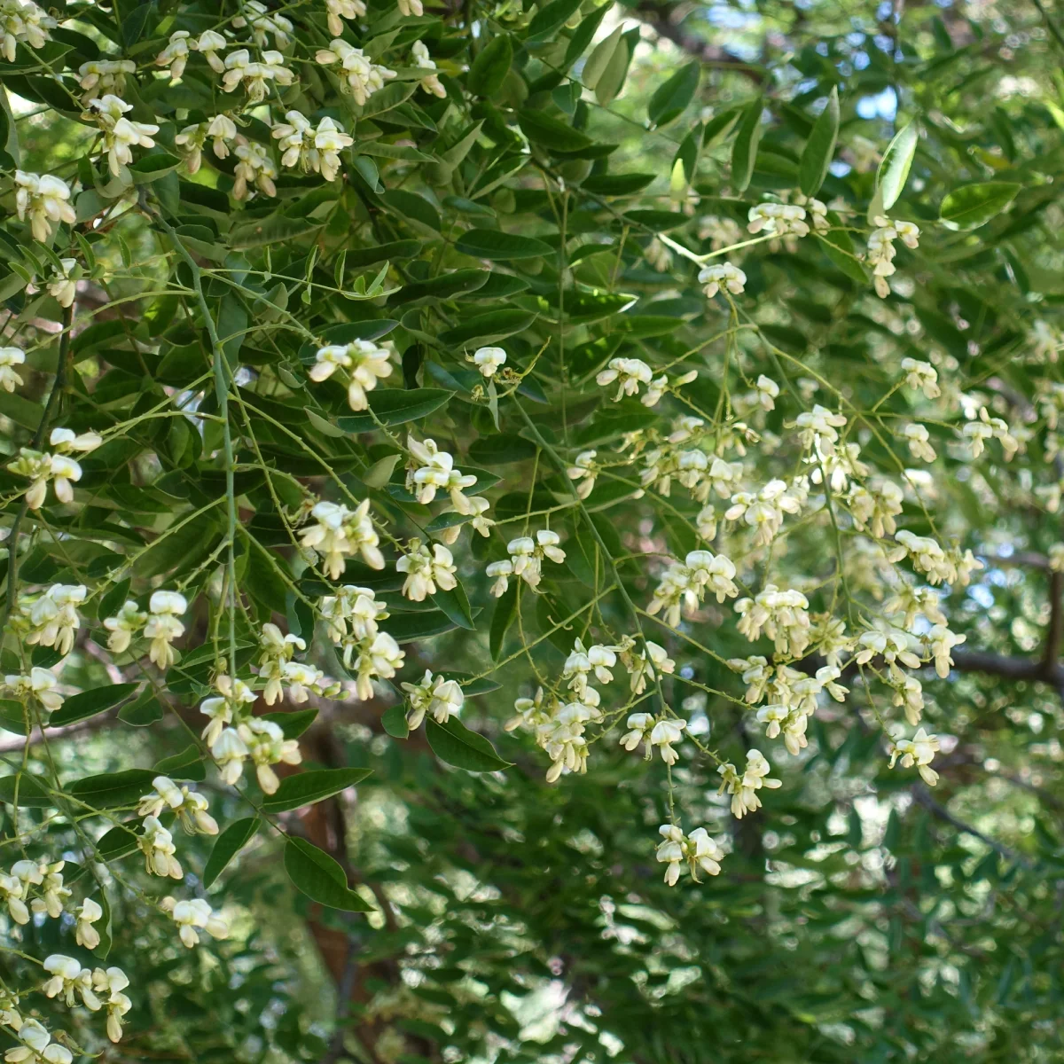 Sophora du Japon – Image 5