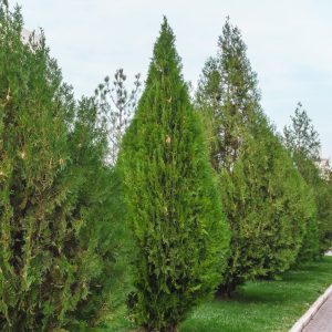 Thuja d'occident Brabant