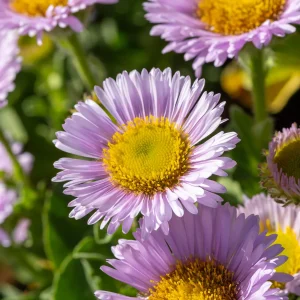 Vergerette à feuilles glauques