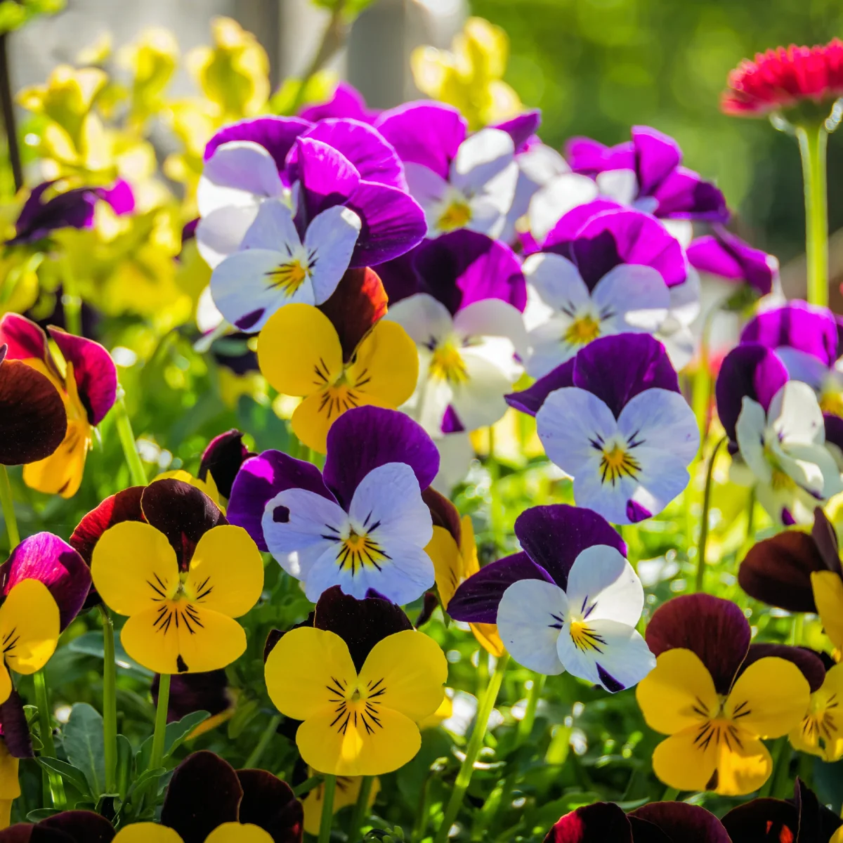 Violette cornue – Image 3