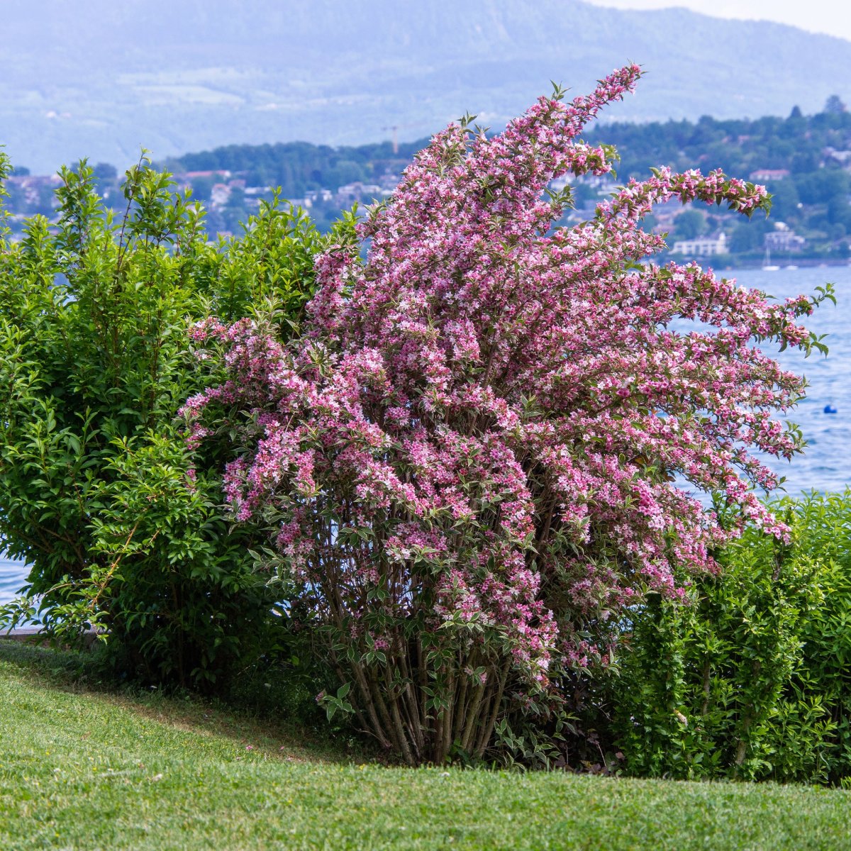 Weigélia florida Variegata – Image 3