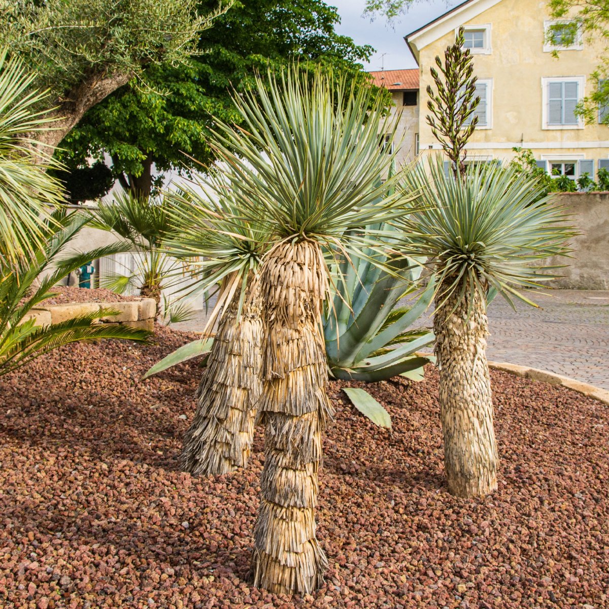 Yucca bleu – Image 4