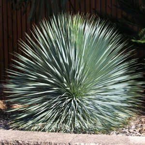 Yucca bleu