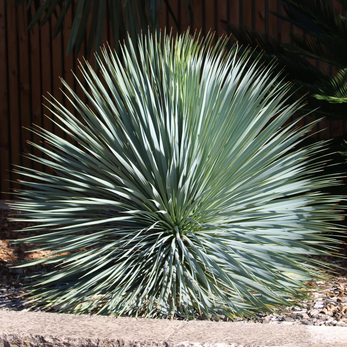 Yucca bleu