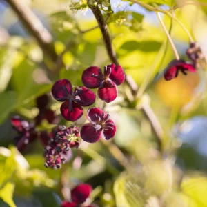 Akébia à trois feuilles