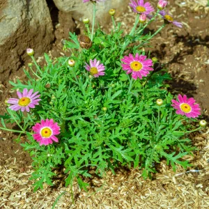 Argyranthemum Grandaisy ® Pink Tourmaline